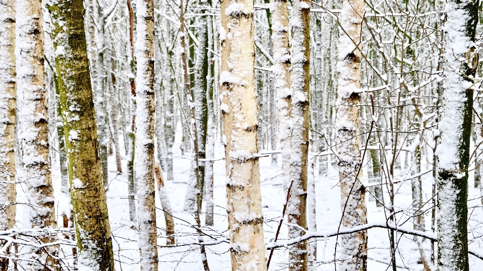 Betulla
 inverno nevicare bianco