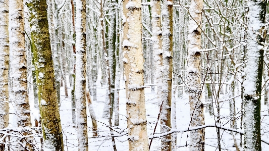 Birch winter snow white Photo