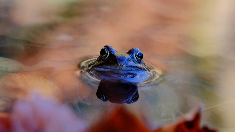 Frosch frühling wasser echter frosch
