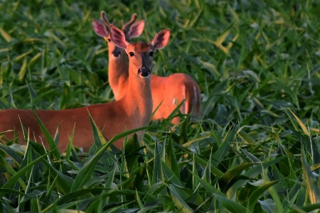 Foto Rusa pasangan ladang jagung
 alam