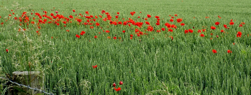 Fleur coquelicots
 herbe vert