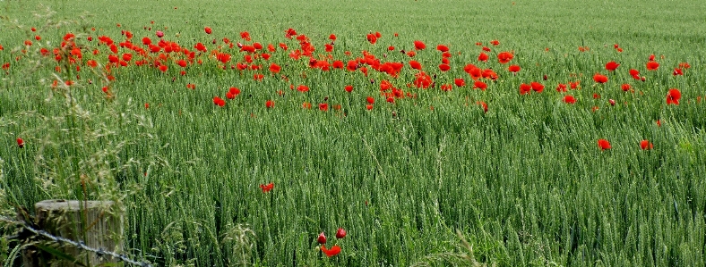 Foto Fiore papaveri
 erba verde