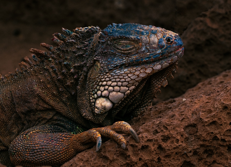 イグアナ 爬虫類 脊椎動物
 イグアニア
