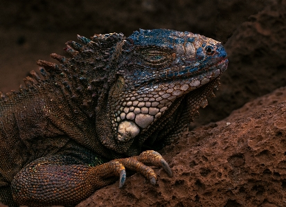 Iguana reptile vertebrate iguania Photo