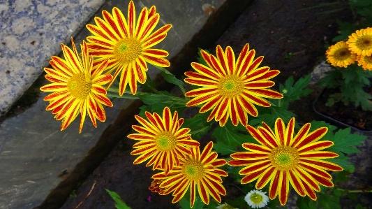 Flower barberton daisy yellow plant Photo