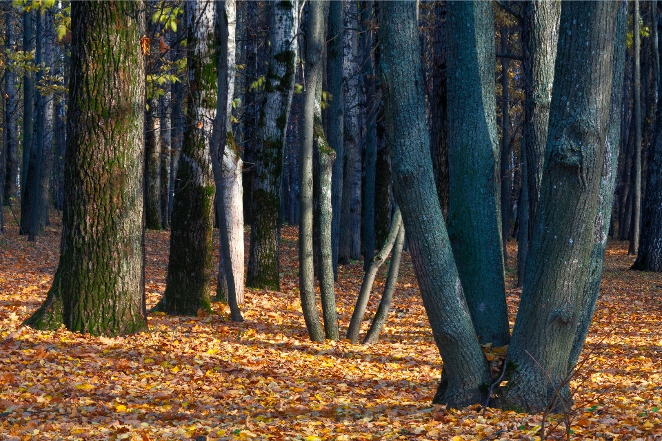 Fall autumn park trees