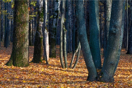 Fall autumn park trees Photo