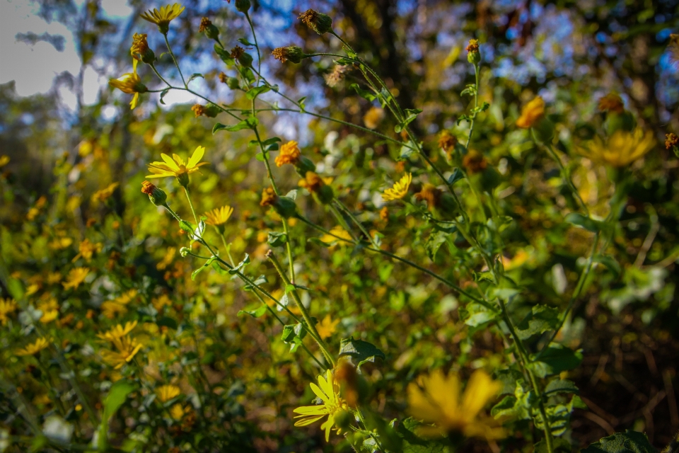 Naturaleza árboles flor amarillo