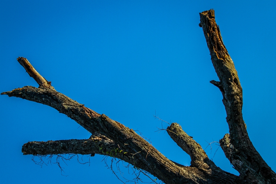 Nature trees branch tree