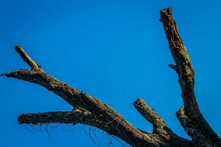 Nature trees branch tree Photo