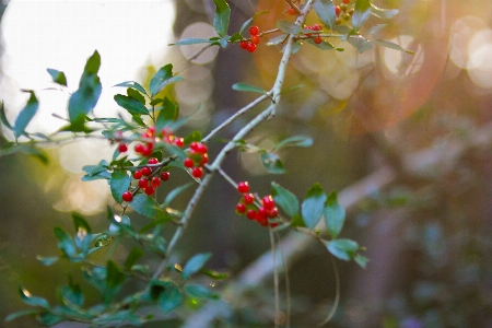 Nature trees flower red Photo