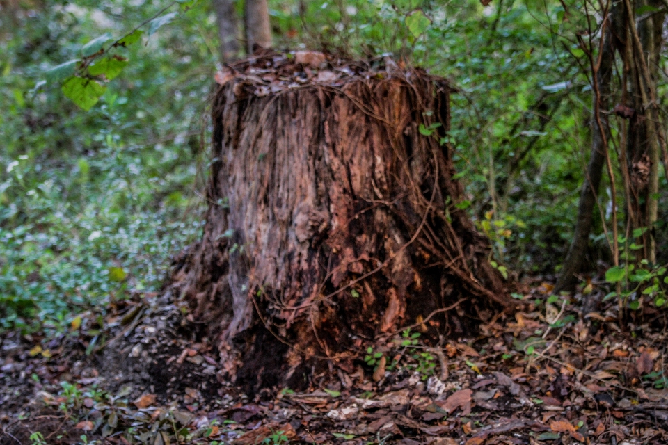 Naturaleza árboles árbol trompa