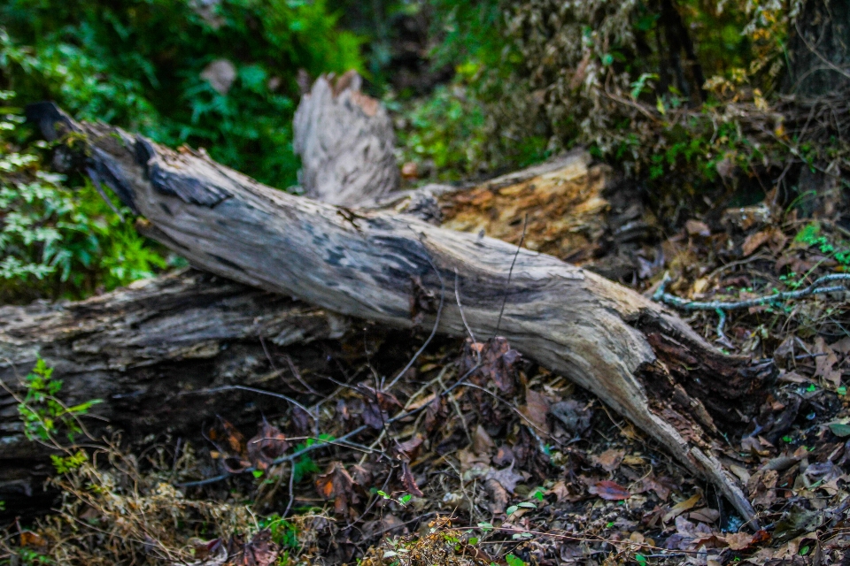 Natureza árvores árvore madeira