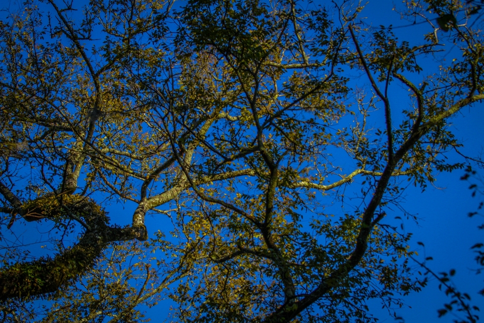 Natura alberi albero ramo