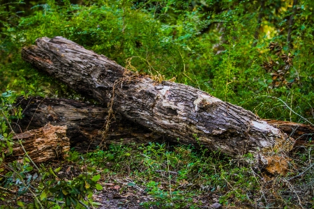 Nature trees tree natural landscape Photo