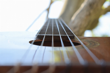 Guitar string instrument plucked instruments musical Photo