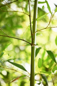 Tree plant stem green Photo