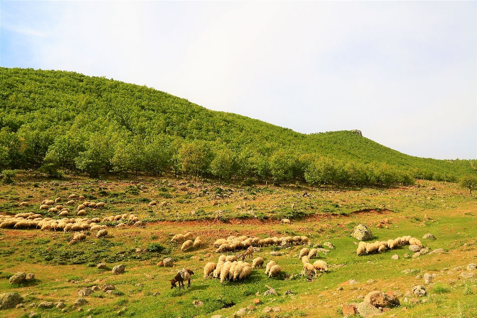 Koyun sürü
 hayvanlar doğa