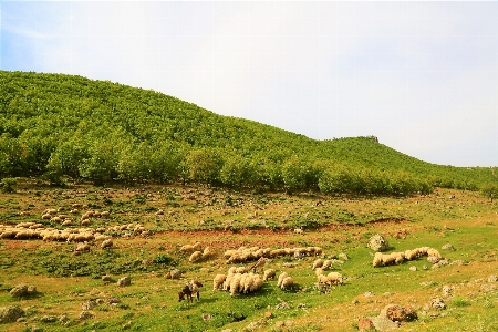 Foto Oveja rebaño
 animales naturaleza