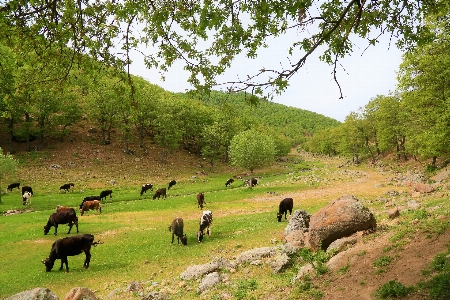 Foto Ganado vacas
 rebaño
 animales