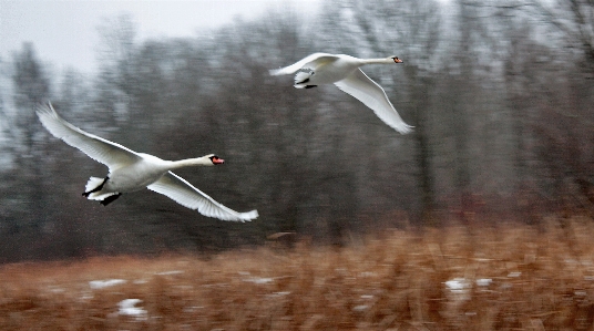 白鳥
 飛行 モーション 自然 写真