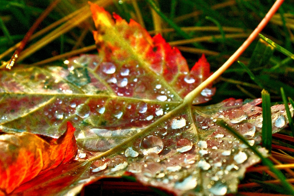 Autumn leaves droplets rain