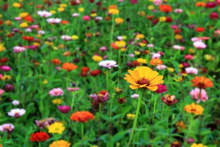 Blume blühende pflanze
 anlage wiese
 Foto