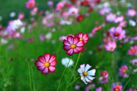 Blume kosmos
 blühende pflanze
 anlage Foto