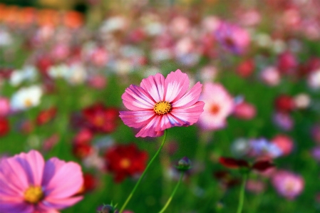 花 宇宙
 開花植物
 花弁 写真