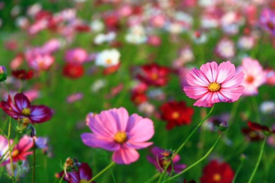 Fleur cosmos
 plante à fleurs
 usine