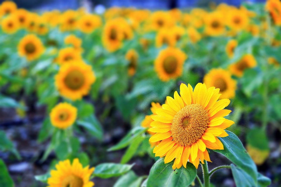 Tournesol
 fleur tournesol plante à fleurs
