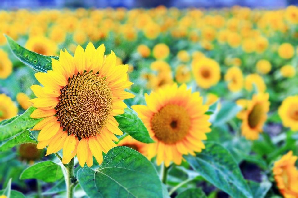 Fiore del sole
 girasole pianta fiorita
