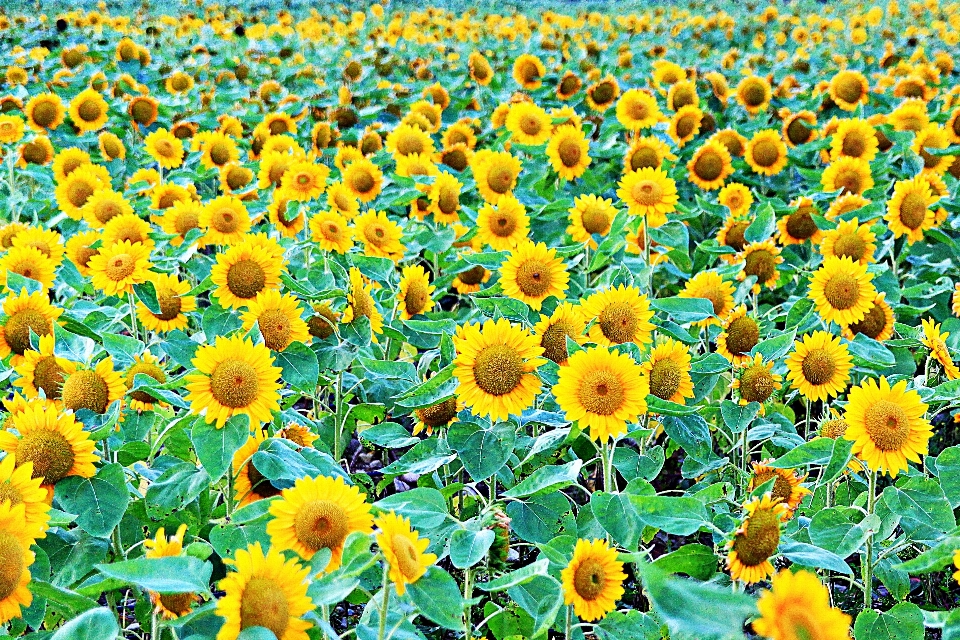 Flor de sol
 planta floreciendo
 girasol