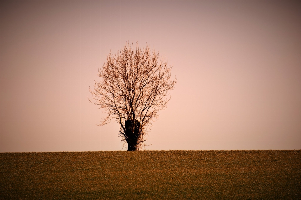 árvore céu natureza paisagem natural
