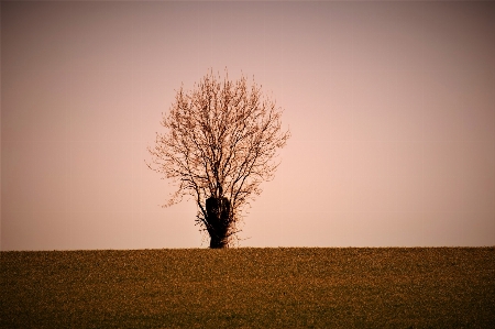 Tree sky nature natural landscape Photo