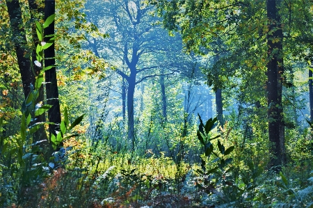 森 木 自然の風景
 自然 写真