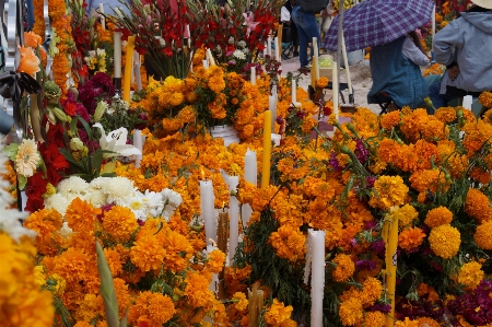 Foto Laranja cultural
 dia das bruxas assistir