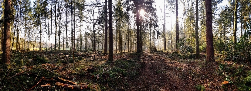 Forest tree woodland natural environment Photo