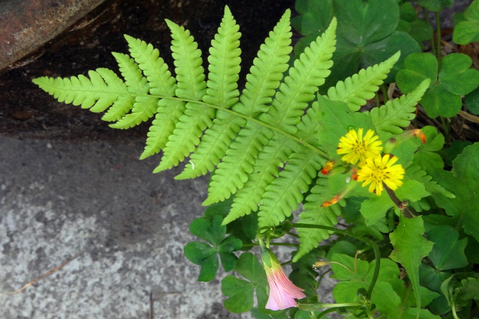 植物 花朵 忽略 花