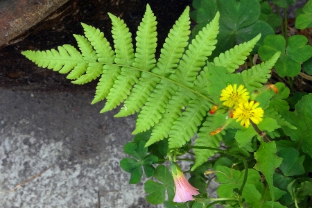 Plant flowers ignored flower Photo