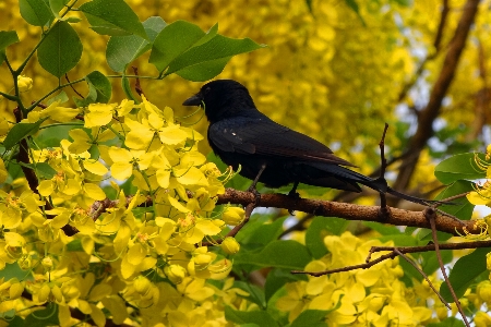 Bird tree leaf beak Photo