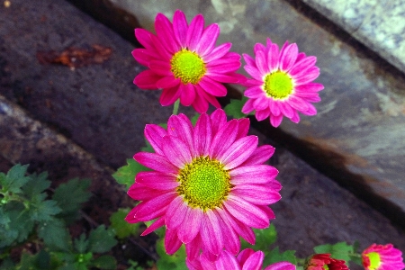 Pink flower flowering plant petal Photo