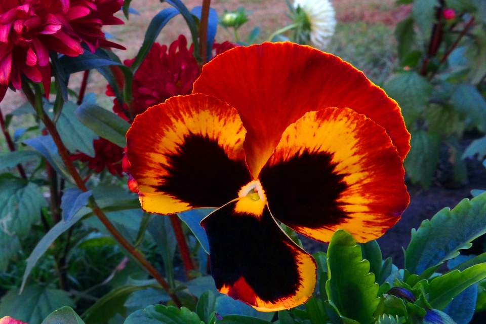 Orange flower flowering plant petal