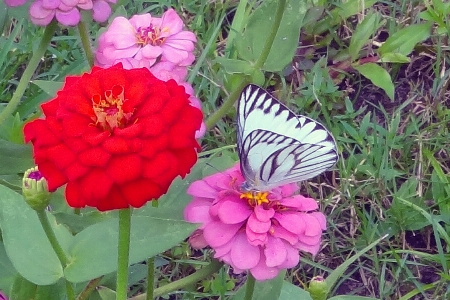 Foto Borboleta flor planta com flor
 plantar