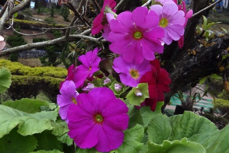 Flowers flower flowering plant petal Photo