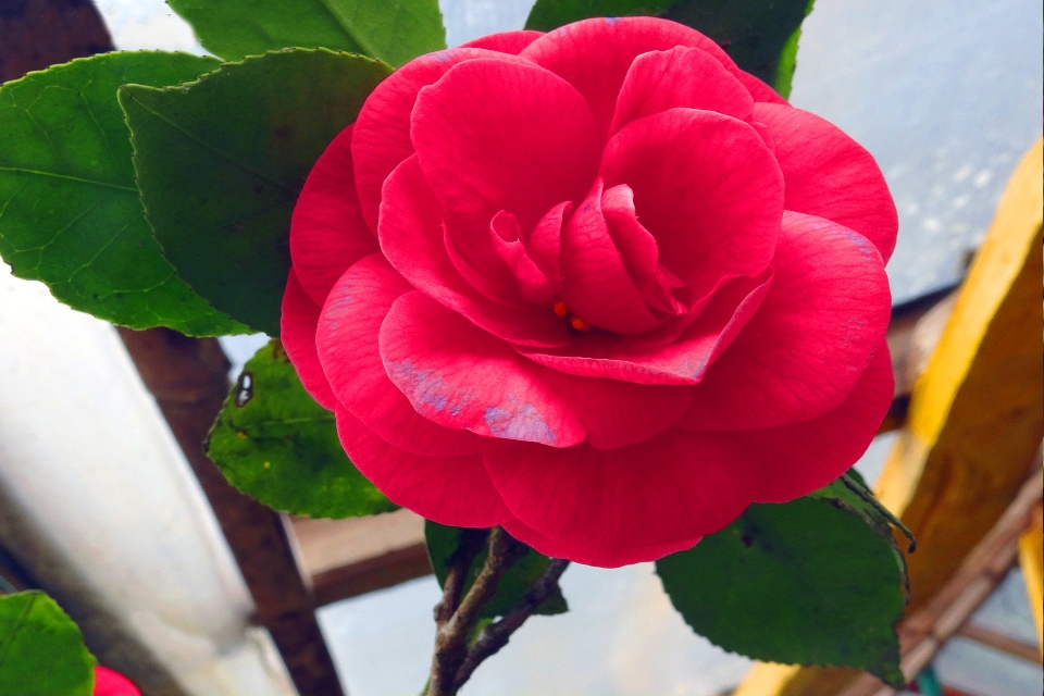 Camellia flower flowering plant petal