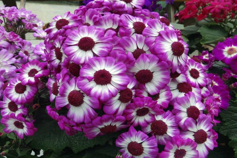 Fleurs fleur plante à fleurs
 périlleux
