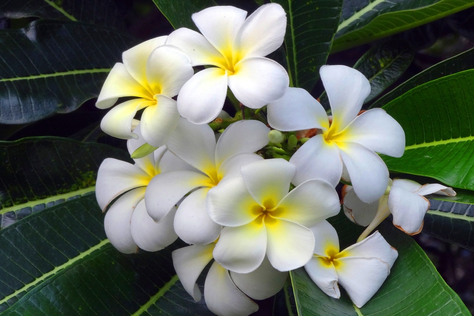 Blumen blume frangipani
 blütenblatt