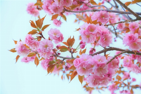 Cherry flower nature spring Photo