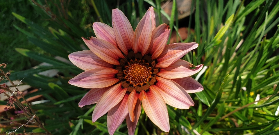 Flor rosa planta com flor
 pétala